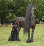 chevaux!
