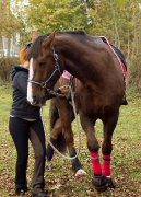 Équitation Psycho-Éthologique