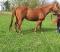 QH non enregistré 10 ans 