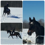 Demi pension Cheval de Dressage