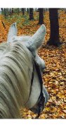 Percheron en demi-pension Rive-Sud de Montréal