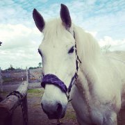 Percheron en demi-pension Rive-Sud de Montréal