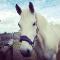 Percheron en demi-pension Rive-Sud de Montréal