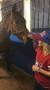 **URGENCE** Gelding pur sang arabe straight egyptian