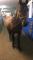 **URGENCE** Gelding pur sang arabe straight...