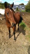 **URGENCE** Gelding pur sang arabe straight egyptian