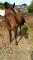 **URGENCE** Gelding pur sang arabe straight...