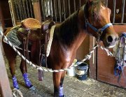 **URGENCE** Gelding pur sang arabe straight egyptian