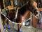 **URGENCE** Gelding pur sang arabe straight...