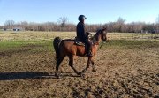 **URGENCE** Gelding pur sang arabe straight egyptian