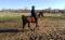 **URGENCE** Gelding pur sang arabe straight...