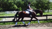 Beautiful 7 yo Oldenburg gelding