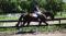 Beautiful 7 yo Oldenburg gelding