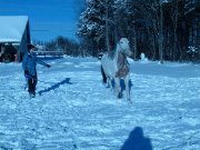 Recherche demi-pension rive-sud de Québec