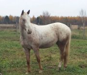Poker, Cheval Appaloosa X Paint-Horse 5 ans  VENDU