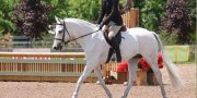 Poney de compétition classique à vendre