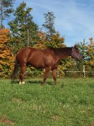 cheval 4 ans