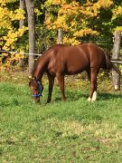 cheval 4 ans