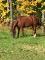 cheval 4 ans