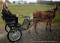 2 roues avec attelage poney