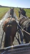 holsteiner Gelding