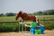 DEMI-PENSION Qinaï, cheval de sport et de loisir