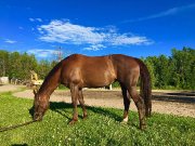 Jument Quarter Horse