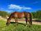 Jument Quarter Horse