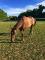 Jument Quarter Horse