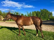 Jument Quarter Horse