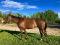 Jument Quarter Horse