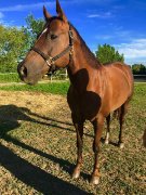 Jument Quarter Horse