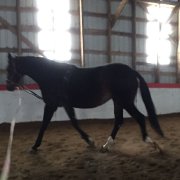 Chevaux jument a prêter 