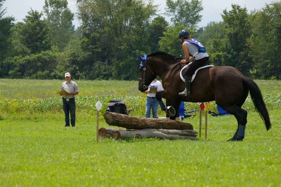 percheron x curly cherche demi-pension