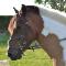 Demi-Pension sur poney D de loisir