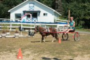    PENSION POUR CHEVAUX ,1 BOX LIBRE POUR SEPTEMBRE 2017