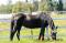    PENSION POUR CHEVAUX ,1 BOX LIBRE POUR...