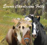    PENSION POUR CHEVAUX ,1 BOX LIBRE POUR...