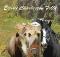    PENSION POUR CHEVAUX ,1 BOX LIBRE POUR...
