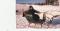 SLEIGH ET CART EN CHENE ,ET ATTELAGE A VENDRE