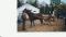 SLEIGH ET CART EN CHENE ,ET ATTELAGE A VENDRE
