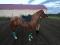 Large poney jumping