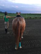 Large poney jumping