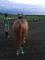 Large poney jumping