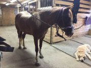 Large poney jumping
