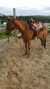 Guilding quarter horse