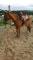 Guilding quarter horse