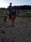 Guilding quarter horse
