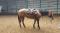 Beetabano Jessie Three jument 10 ans