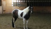 Jument Paint Horse à vendre
